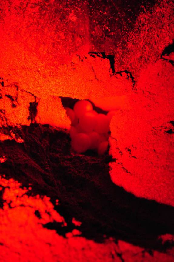 Ovos de tartaruga na Reserva del Flor, em San Juan del Sur, na Nicarágua
